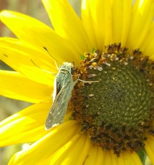 Hesperia assiniboia