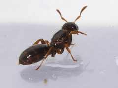 Lasius claviger