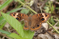 Junonia