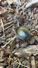 Carabus nemoralis