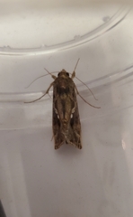 Chrysodeixis includens