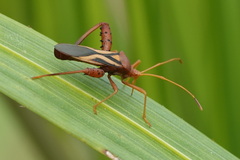 Crinocerus sanctus