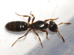 Lasius claviger
