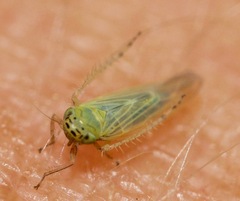 Macrosteles