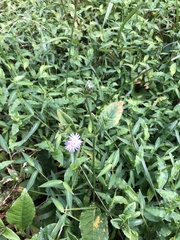 Elephantopus tomentosus