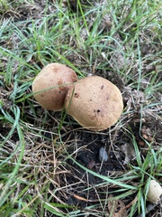 Aureoboletus innixus