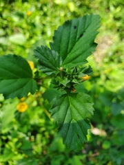 Malvastrum coromandelianum