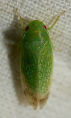 Gyponini