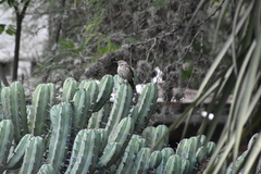 Toxostoma curvirostre