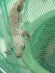 Aristelliger praesignis