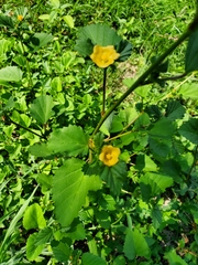 Malvastrum coromandelianum