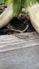 Melanoplus sanguinipes