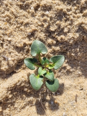 Calystegia soldanella
