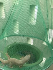 Aristelliger praesignis