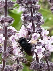 Melissodes bimaculatus