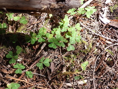 Oxalis oregana