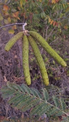 Handroanthus