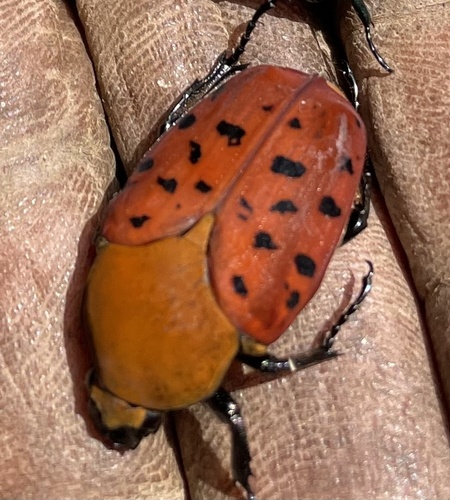 Conradtia principalis