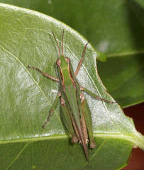 Orphulella