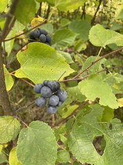 Smilax lasioneura