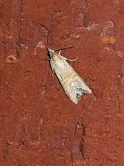 Lepidoptera