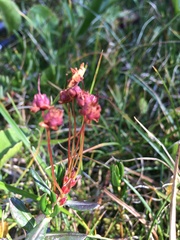Kalmia microphylla