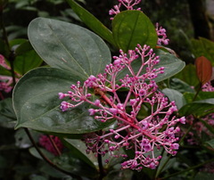 Medinilla speciosa