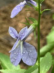 Lobelia amoena