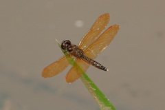 Perithemis