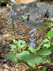 Lobelia amoena