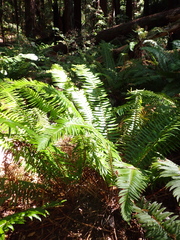 Polystichum munitum