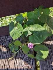Ipomoea triloba