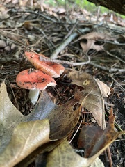 Russula rosacea