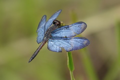 Zenithoptera lanei