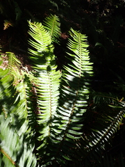 Polystichum munitum