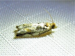 Epinotia