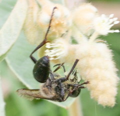 Sphex dorsalis