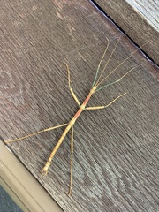 Megaphasma denticrus