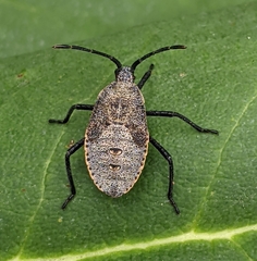 Anasa