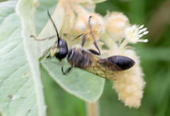 Sphex dorsalis