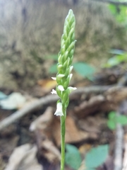 Spiranthes ovalis
