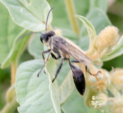 Sphex dorsalis