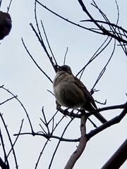 Zonotrichia capensis chilensis