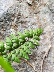 Cheilanthes hypoleuca