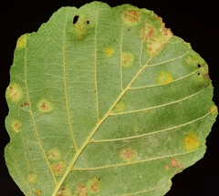 Acalitus brevitarsus