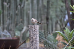 Toxostoma curvirostre