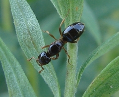 Lasius claviger