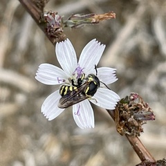 Dianthidium