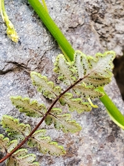 Cheilanthes hypoleuca