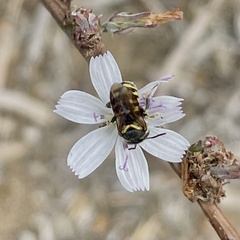 Dianthidium